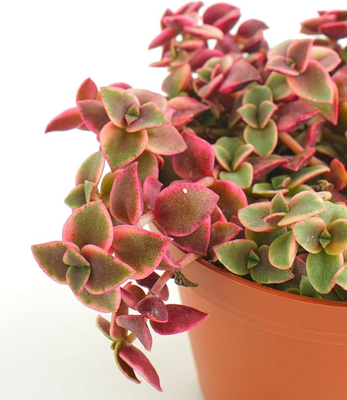 Shop Succulents Calico Kitten Hanging Succulent, Crassula Pellucida Variegata, Fully Rooted Live 6" Succulent Plant, Low Maintenance Indoor Plant, Trailing Succulents, Gift & Garden