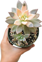 Variegated Ghost Plant Rare Succulent (2 inch) | Live Healthy Unique Fully Rooted Succulents for Home Office Decoration