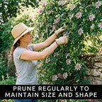 Passion Flower Seeds 50+ Pack Grow Exotic Passion Vine Climbing Flowers for Trellis Fence or Containers Bonsai Option Fast Growing Ornamental Garden Plant