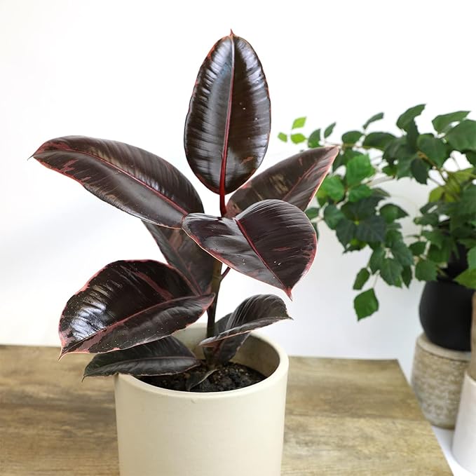 Ruby' Ficus Tree Live Plant (Variegated Rubber Plant), Ficus Elastica Live Plant Delivery, Easy Plant, Indoor Plants Live Houseplants, Real Plants, Live Plants Indoor Plant Decor by Plants for Pets