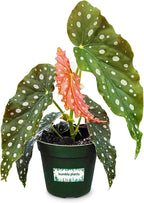 Bumble Plants Begonia Maculata Live Plant [Winter Thermal Packaging Included] | Polka Dot Angel Wing Indoor Plant | Air-Purifying Benefits, and Easy Care Houseplant | Low Light Indoor Plants