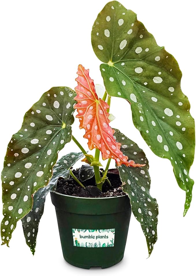 Bumble Plants Begonia Maculata Live Plant [Winter Thermal Packaging Included] | Polka Dot Angel Wing Indoor Plant | Air-Purifying Benefits, and Easy Care Houseplant | Low Light Indoor Plants
