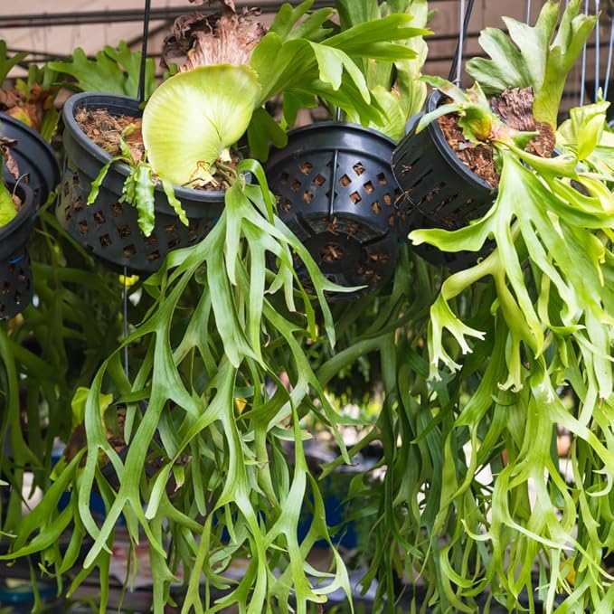 Staghorn Ferns Live Plants, Live Fern Plants Indoor in 4 Inch Pot, Unique Fern for Wall Mounting, Shelves and Indoor Decor