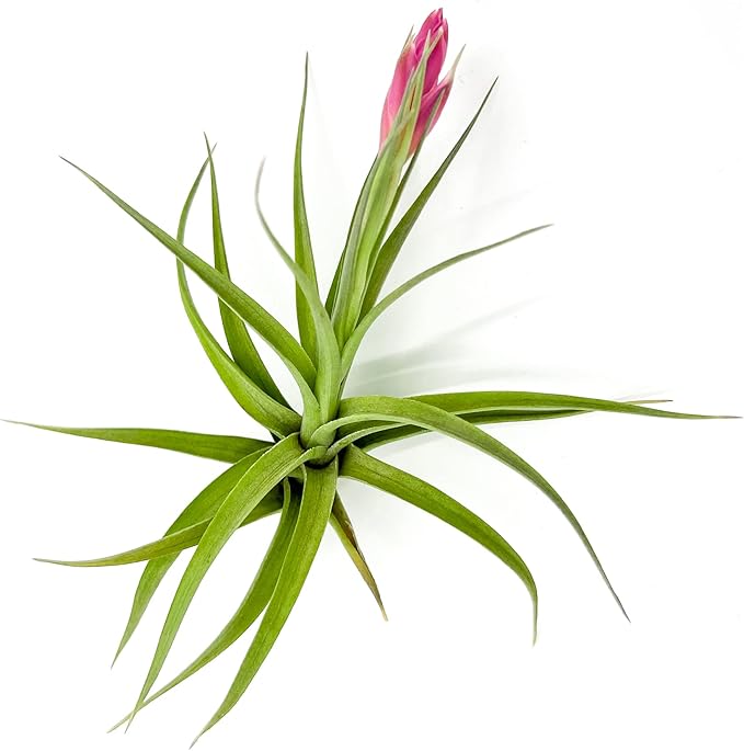 Air Plants - Flowering Tillandsia Aeranthos, Large 3-5" - 1ct - Live Arrival Guaranteed - House Plants for Home Decor & Gift