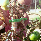 OJYUDD 300 Pcs Plant Support Clips,Plastic Tomato Clips,Plant Support Clips,Garden Vine Clips for Climbing Plants,Tomato,Grape,Plants Stalks (Green)
