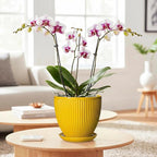 6 Inch Plant Pot, Ceramic Planter with Drainage Hole and Saucer, Decorative Small Plant Pots for Indoor Plants, Modern Round Flower Pot, Home Office Room Decor, House Warming Gifts, Yellow