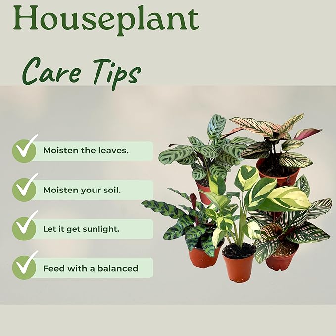 Calathea Assorted Starter Pack - Calathea Live Plants 5 Pack in 2 inch Pot- Pet Safe Air Purifying Indoor House Plants Flowers for Home Office Wedding Decor & Birthday Gift (Heat Pack Included)