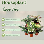 Calathea Assorted Starter Pack - Calathea Live Plants 5 Pack in 2 inch Pot- Pet Safe Air Purifying Indoor House Plants Flowers for Home Office Wedding Decor & Birthday Gift (Heat Pack Included)