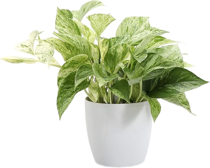 Thorsen's Greenhouse Marble Queen Pothos, Live Indoor Plant, Easy to Grow, Rare Variegated Houseplant, Natural Air Purifier, 4-inch Diameter Pot (White)
