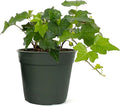 American Plant Exchange English Ivy – Live 4-Inch Potted Trailing Vine, Fast-Growing Air-Purifying Houseplant, Easy-Care Indoor & Outdoor Climbing Ivy for Hanging Baskets