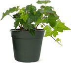 American Plant Exchange English Ivy – Live 4-Inch Potted Trailing Vine, Fast-Growing Air-Purifying Houseplant, Easy-Care Indoor & Outdoor Climbing Ivy for Hanging Baskets