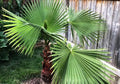 Seeds California Fan Palm Washingtonia Nicanora Rare Indoor Perennial Tree