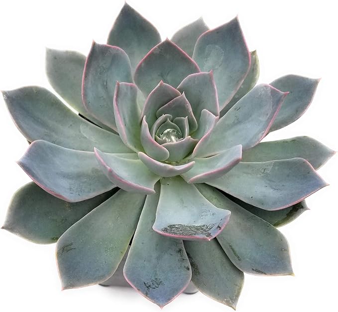 Live Light Blue Echeveria Succulent Plant - Stunning Rosette Drought-Tolerant Indoor/Outdoor Decor - Unique and Hardy Cactus Variety