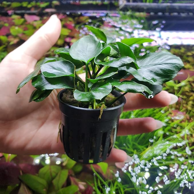 SubstrateSource Anubias Live Aquarium Plants - Potted Freshwater Plant for Fish Tanks, Terrariums - Beginner Friendly Low Light (Barteri Round Leaf, 1 Pot)