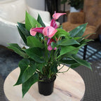 Purple Anthurium Live Plant (Approx. 8-11" Tall), Real Flowers/Unique House Plants in 4" Nursery Pot, Floral Desk Plant, Air Purifying Plants & Cool Gifts for Plant Lovers by Plants for Pets