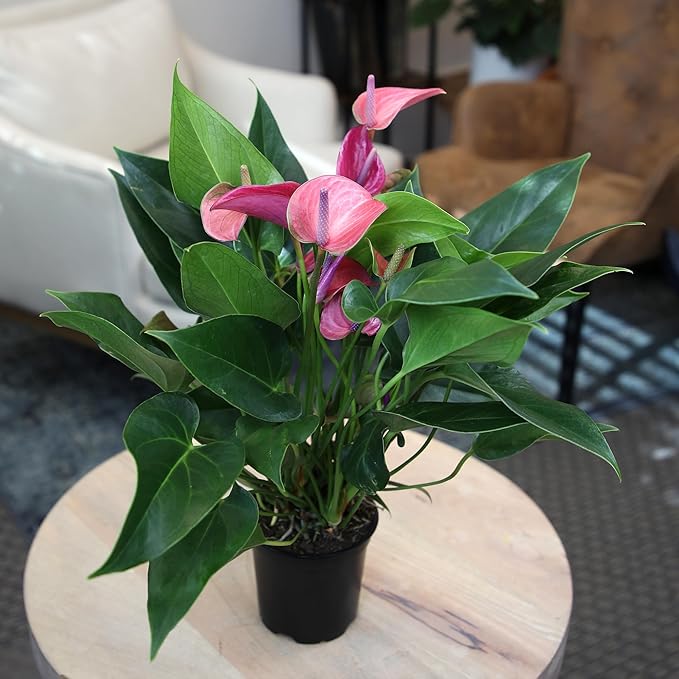 Purple Anthurium Live Plant (Approx. 8-11" Tall), Real Flowers/Unique House Plants in 4" Nursery Pot, Floral Desk Plant, Air Purifying Plants & Cool Gifts for Plant Lovers by Plants for Pets
