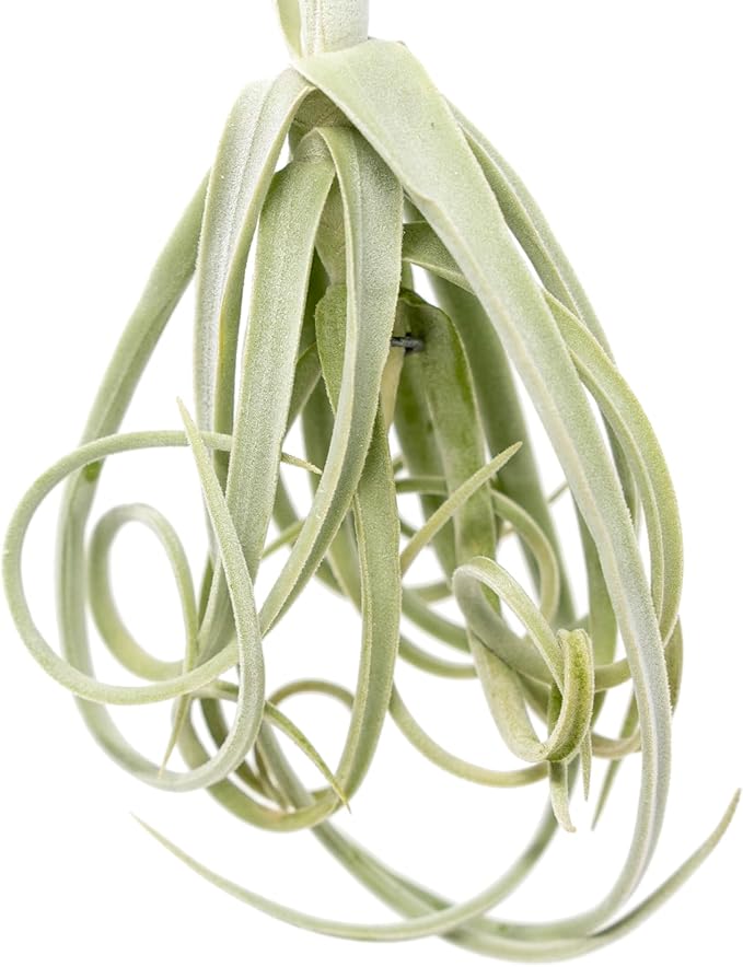 Tillandsia Duratii - Live Tillandsia Succulent House Plants - Home and Garden Decor - Easy Care Indoor/Outdoor Plants (Pack of 1)