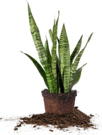 Perfect Plants Sansevieria Zeylanica Snake Plant | 16in Tall | Easy Care | Thrives in Low to Bright Light, Air Purifying 6in. Grower's Pot
