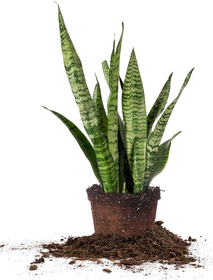 Perfect Plants Sansevieria Zeylanica Snake Plant | 16in Tall | Easy Care | Thrives in Low to Bright Light, Air Purifying 6in. Grower's Pot