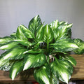4 Packs Halcyon Hosta Perennial Artificial Plants 19" Large Faux Cordyline Shade Plant for for Home Garden Office Decoration