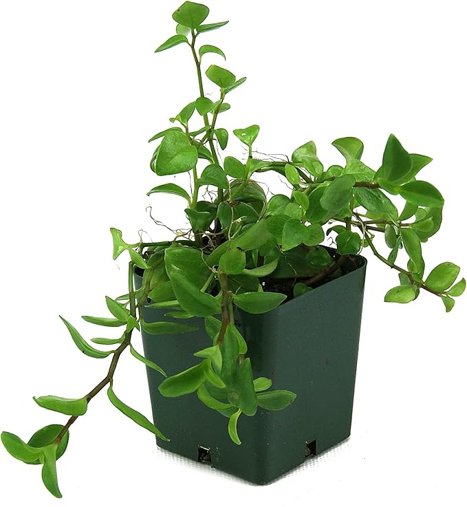 Josh's Frogs 18x18x24 Tree Frog Vivarium Plant Kit