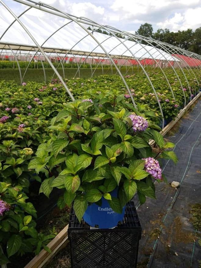 Endless Summer Collection - Hydrangea mac. Endless Summer BloomStruck (Reblooming Hydrangea) Shrub, RB purple, #3 - Size Container