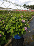 Endless Summer Collection - Hydrangea mac. Endless Summer BloomStruck (Reblooming Hydrangea) Shrub, RB purple, #3 - Size Container
