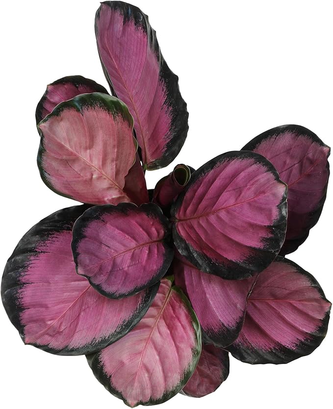 Purple Prayer Plant (Calathea Roseopicta) in 6" Grower Pot, Pet Friendly Houseplant, Live Prayer Plants & Decorative Air Purifying Indoor Houseplants by Plants for Pets