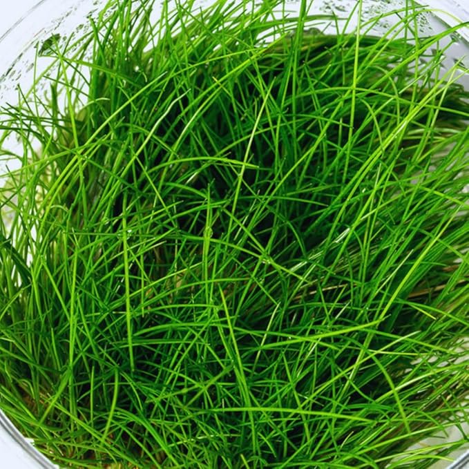 2 Dwarf Hairgrass Plants Live, Aquarium Pond Plants, Freshwater Aquarium Plant, 4 to 6 Inches Tall, Easy to Plant