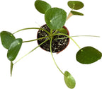 Chinese Money Plant Live - Pilea peperomioides Live Plant | Easy Care Indoor Houseplant | Air Purifying | 4-Inch & 6-inch Pot Available | California Seller (4" Pot, One Small Plant)