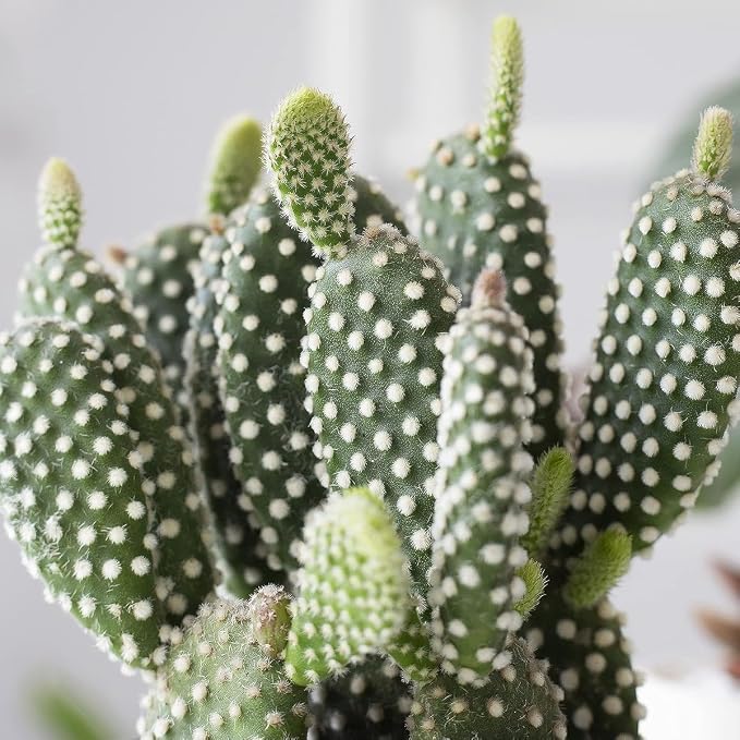 Live Cactus Plants, Fully Rooted 2-inch Cactus Succulent Plants, Rare Varieties for Gift or Home Decoration (Bunny Ear Cactus)