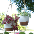 SwinDuck 8 inch Hanging Planters, 2 Pack Self Watering Hanging Pots with 20oZ Deep Reservoir for Indoor Outdoor Plants Flowers, White with Brown
