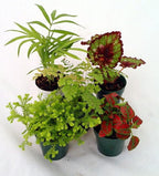 RedCrocus Assorted Terrarium Foliage Plants- Indoor Friendly, Pet Safe, Decorative Small Leaf Varieties for Indoor Gardens & Containers 2.5" Pot (Pack of 20)