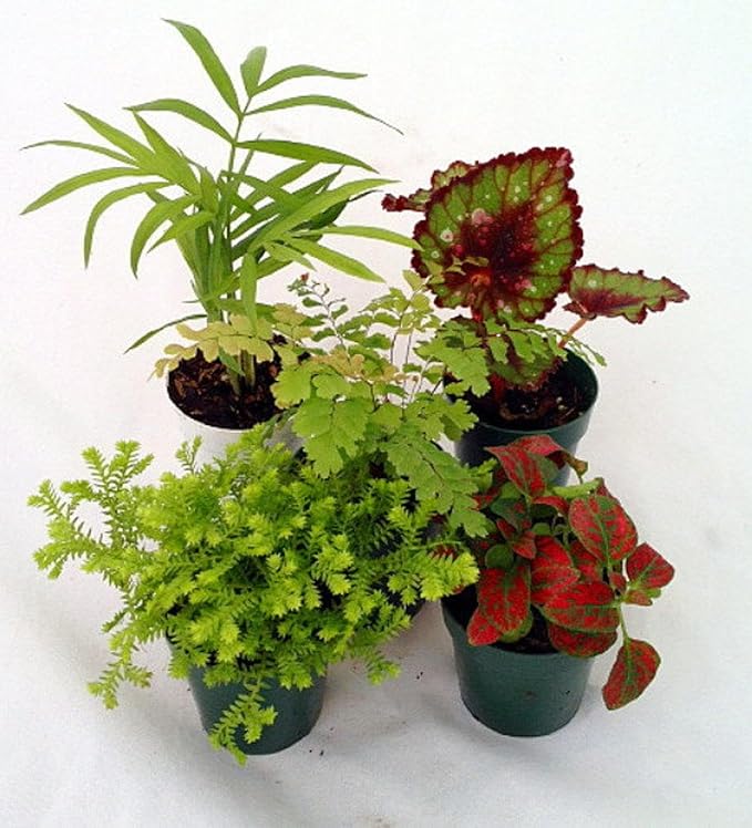 RedCrocus Assorted Terrarium Foliage Plants- Indoor Friendly, Pet Safe, Decorative Small Leaf Varieties for Indoor Gardens & Containers 2.5" Pot (Pack of 20)
