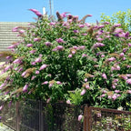 Pink Butterfly Bush Live Shrub Plant Shrub, Buddleia Bush Well Rooted, 5 to 10 Inc Tall