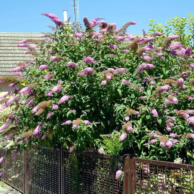 Pink Butterfly Bush Live Shrub Plant Shrub, Buddleia Bush Well Rooted, 5 to 10 Inc Tall
