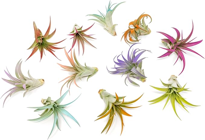 Fuchsia Colorful Tillandsia Air Plants - Long Lasting Color Enhanced Live Tillandsia Succulent House Plants - Home and Garden Decor - Easy Care Indoor/Outdoor Plants (Brachycaulos Abdita, Single)