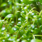 Ultum Nature Systems Glossostigma Elatinoides Tissue Culture Live Plant for Aquarium, Aquascape, Freshwater Fish Tanks - 100% Snail Free in Vitro