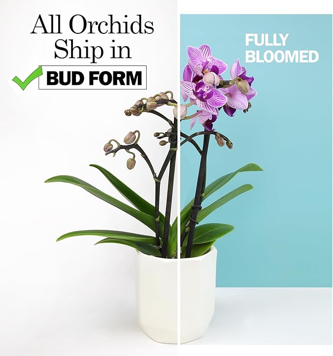 White Phalaenopsis Live Orchid Plant & White Orchid Pot, 20-24" Live Plant Gift, Fresh Orchids Plants Live House Plants, Live Plants Indoor Plants Live Houseplants Plant Lover Gift by Plants for Pets