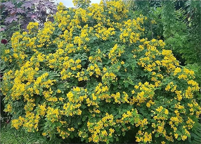 Cassia ‘Butterfly Bush’ (Senna bicapsularis) 2-Pack – 4-6 Inch Live Plants – Money Bush, Winter Cassia - Fast-Growing, Butterfly Magnet, Lush Tropical Foliage