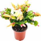 Thanksgiving Cactus, Peach Seasonal Blooms, Live Indoor Plant, Flowering Houseplant, Christmas Cactus, 4-Inch Pot, Holiday Decor, Pet Safe, Free Heat Pack