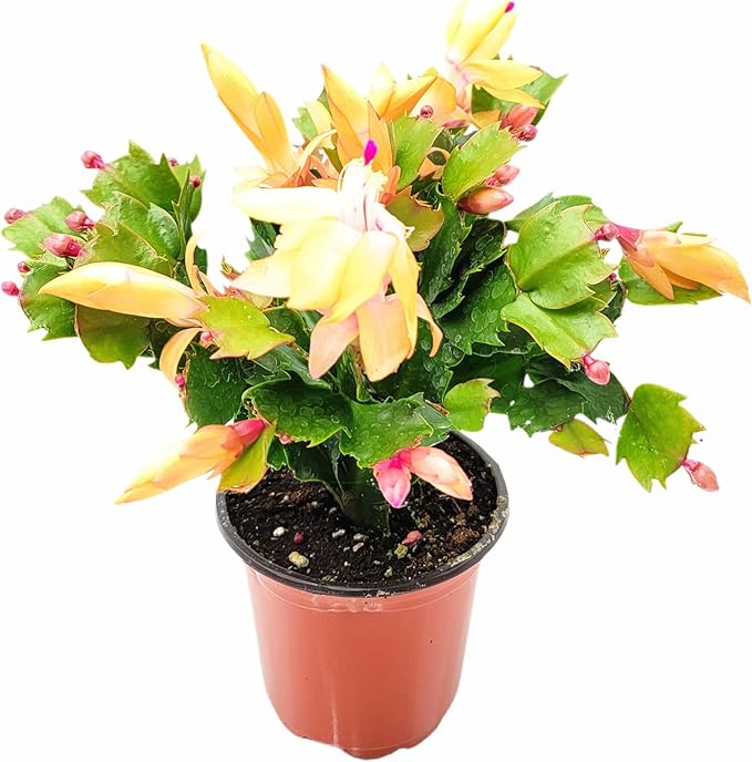 Thanksgiving Cactus, Peach Seasonal Blooms, Live Indoor Plant, Flowering Houseplant, Christmas Cactus, 4-Inch Pot, Holiday Decor, Pet Safe, Free Heat Pack