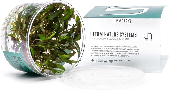 Ultum Nature Systems Cryptocoryne Wendtii Brown Tissue Culture Live Plant for Aquarium, Aquascape, Freshwater Fish Tanks - 100% Snail Free in Vitro