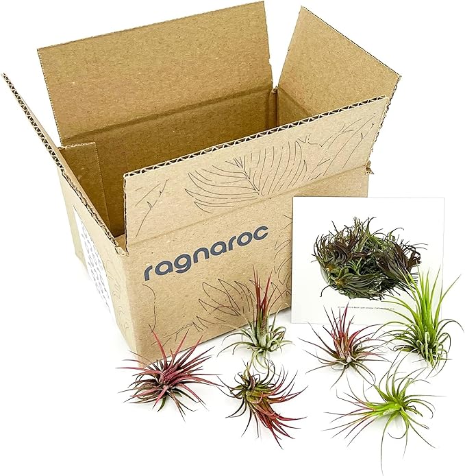 ragnaroc Air Plants - Tillandsia Ionantha Fuego, Regular 2-3" - 6ct - Live Arrival Gauranteed - House Plants for Home Decor & Gift