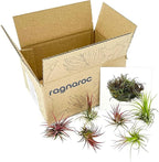 ragnaroc Air Plants - Tillandsia Ionantha Fuego, Regular 2-3" - 6ct - Live Arrival Gauranteed - House Plants for Home Decor & Gift