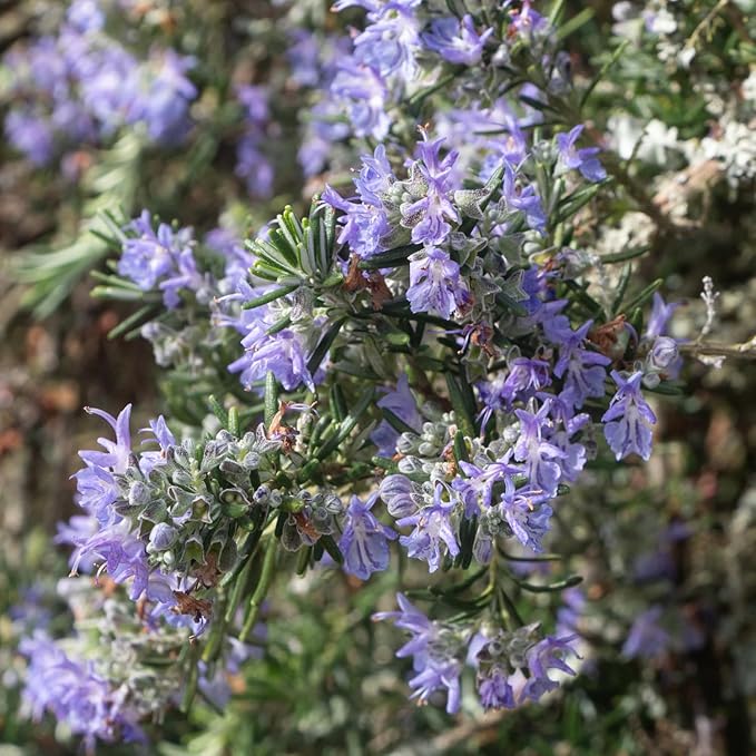 Live Rosemary Plants in 4'' Pot, Fragrant Upright Rosemary Starter 4-8 Inches, Hardy Outdoor Plant for Garden, Patio and Containers