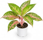 Aglaonema Sparkling Sarah House Plant, Chinese Evergreen Live Plant for Indoor Spaces, Colorful Aglaonema Live Plant, Feng Shui Plants Live Houseplants for Good Luck