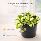 Hoya Heuschkeliana Variegata Live Plant – Hoya Variegated Fully Rooted Starter Plant – Rare Indoor Tropical Vines – Easy Care Houseplant for Beginners – Unique Gift for Collectors (Heat Pack Included)