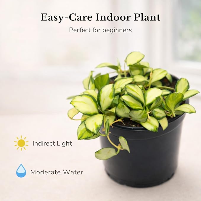 Hoya Heuschkeliana Variegata Live Plant – Hoya Variegated Fully Rooted Starter Plant – Rare Indoor Tropical Vines – Easy Care Houseplant for Beginners – Unique Gift for Collectors (Heat Pack Included)