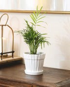 Neanthe Bella Palm (4" Grower Pot) - Air Purifying and Live Healthy Houseplant - Easy to Grow, Easy to Care Indoor Houseplant for Home and Office Decor